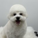 댕그루루 이미지