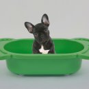 댕댕이애견 이미지