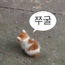 아마존약국 | 목 양성종양 제거 후 흉터 관리, 시카케어 메피폼 아마존 직구 후기