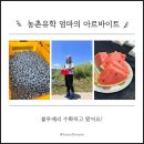 농촌체험블루베리;포포 | 농촌유학 엄마들의 블루베리따기체험 (feat.아르바이트)