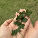 클로버렌트카 | 2025.05 하동 구례 2박 3일