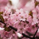 따스한 봄철 꽃가루 알레르기, 증상과 예방 TIP 이미지
