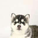 예쁜 강아지 이미지