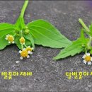 별꽃아재비 & 털별꽃아재비 이미지