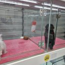 댕댕프렌즈