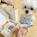 살롱드 오픈주 | 청라 애견미용 살롱드주 오픈이벤트중