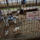 곳] 단돈 13,000원에 동물 먹이주기+블루베리+딸기 수확까지? 가성비 끝판왕 '헤븐온어스' 솔직 후기! 🍓🫐🐑