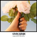 사주네일 룰루줄리 네일스티커