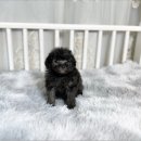 좋은켄넬 이미지