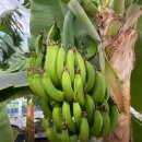 인지농장 이미지