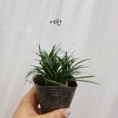 혜인즈블라썸플로리스트화훼학원