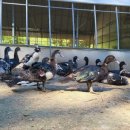 동녁농장 이미지