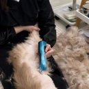 샤토미뇽 이미지