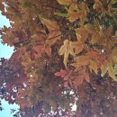 오렌지헤어닷컴 이미지