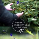생생어성초 영농조합 법인 이미지
