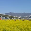 부산 유채꽃축제와 오륙도 ~~ 이미지