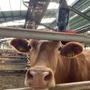 사랑목장 이미지