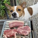 의왕 애견동반식당 왕송호수 산앤들 야외바베큐 후기