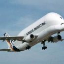 벨루가(Beluga) 이미지