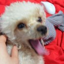민주댕이