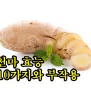 천마 효능 10가지와 부작용 이미지