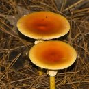 달걀버섯 [황제버섯, Caesar's mushroom (Amanita caesarea)] 이미지