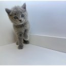 현대 강아지＆고양이 이미지