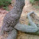 나무와 돌 이미지