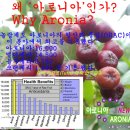 놀랍게도 아로니아의 항산화 물질(ORAC)이 이 분야에서 최고를 기록했다” 이미지