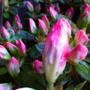 동평초등학교 이미지