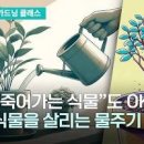 식물 키우기 화분 물주기 요령 때를 놓쳤다면? 이미지