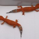 오렌지렙타일