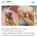 피그미