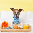 24시 더케어 동물의료센터 이미지