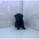 도그마루 천안지점 이미지