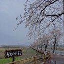 벚꽃마루 이미지