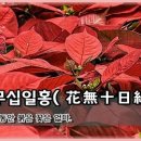 화무십일홍(花無十日紅) 이미지