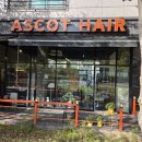 아스콧헤어 이미지