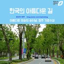 플라타너스 이미지