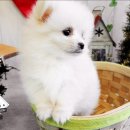 뉴독 이미지