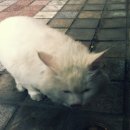 서초구 반포1동 흰색 터키쉬앙고라 오드아이 고양이 꼬리끝부분 주황색으로 염색한 고양이 이미지