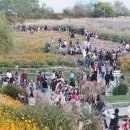 꽃들의 향연 이미지