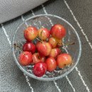 [미금] 신선 식자재, 제주동광농수산🍒_초당 옥수수와 체리