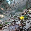 개복수초 Adonis pseudoamurensis W.T. Wang 종 이미지