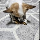 건강한 강아지 | 건강한 강아지 간식 추천 저알러지 우유치킨껌 후기