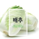 배추
