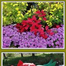 계양 아라온 국화축제.2025.10.25.(3) 이미지