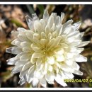 하얀민들레 이미지