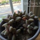 콩콩다육