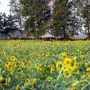 솔뫼농장 이미지